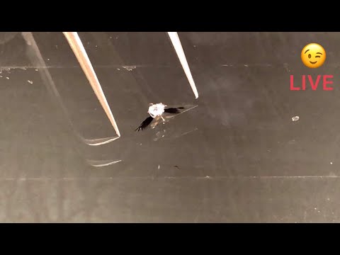 Видео: LIFE - ремонт скола на лобовом стекле #1