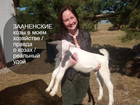 Видео: Знакомьтесь! Мои ЗААНЕНСКИЕ козы! Вся правда о козах в моем хозяйстве / Реальный удой коз