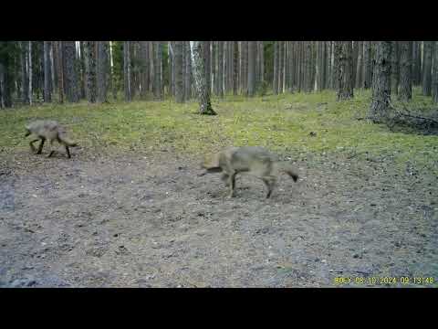 Видео: Фото ловушка на тропе, октябрь2024г.  Огромная стая волков.