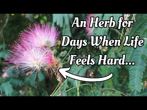 Видео: Этот розовый цветок может поднять вам настроение и вывести из уныния