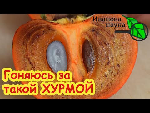 Видео: ЭТА ХУРМА ПРИНЕСЕТ ВАМ УДАЧУ! ПОЧЕМУ МОЛЧАТ об этой ХУРМЕ? Вот Что ТВОРИТ ХУРМА с организмом...