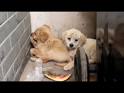 Видео: Два бездомных щенка свернулись у мусорного бака, умоляюще смотрят на меня, надеются, что их заберут
