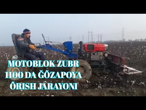 Видео: МОТОБЛОК ЗУБР 1100 ДА УТИН ГУЗА ПОЯ УРИШ ЖАРАЁНИ MOTOBLOK ZUBR 1100 DA ĞÕZA POYA ÕTIN ÕRISH JARAYONI