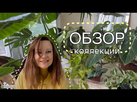 Видео: Обзор моей коллекции растений 2023. Часть 1: растения для северного и южного окна.