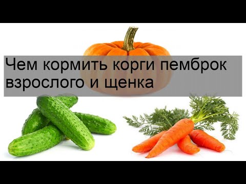 Видео: Чем кормить корги пемброк взрослого и щенка