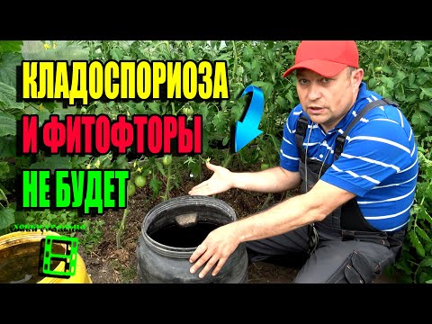 Видео: СУПЕР СПОСОБ БОРЬБЫ С ФИТОФТОРОЙ И КЛАДОСПАРИОЗОМ ПОМИДОРОВ В ТЕПЛИЦЕ.  ЭКО-САД ВЫХОДНОГО ДНЯ 24-07