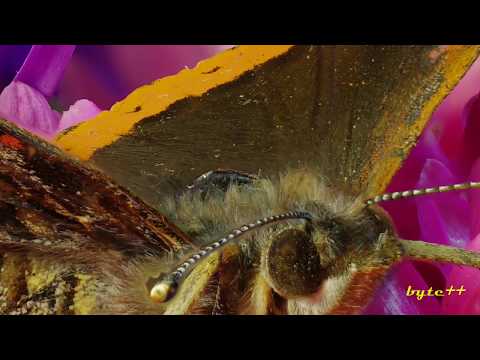 Видео: Стекинт снимков с Zerene Stacker. Резкое фото из 84 снимков.