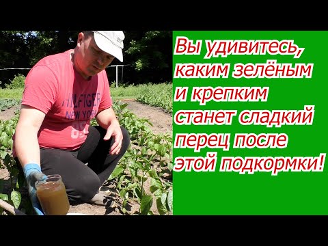 Видео: Подкормка сладкого перца после высадки, которая творит чудеса!