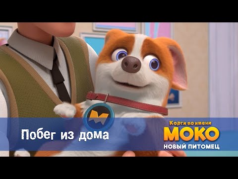 Видео: Корги по имени Моко. Новый питомец - Серия 22.Побег из дома - Премьера мультфильма