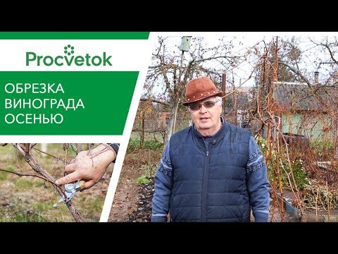 Видео: Обрезка винограда осенью для начинающих: первый, второй, третий год.