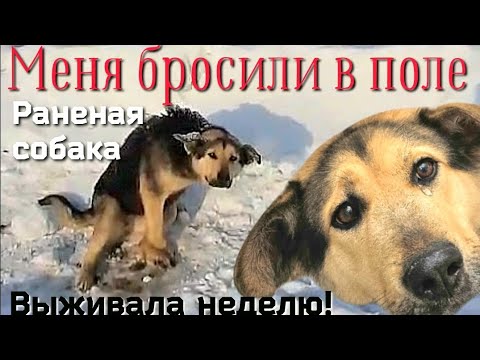 Видео: Собака ползала через дорогу/ей некуда было деться/замёрзшая и голодная она ждала помощи/save the dog