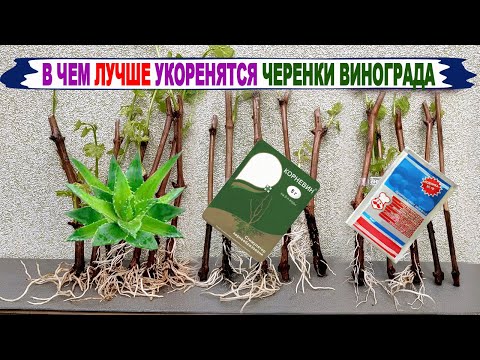 Видео: 🍇 Укоренение ЧЕРЕНКОВ винограда в АЛОЭ, ДРОЖЖАХ и КОРНЕВИНЕ. Что лучше? Химия или природа?