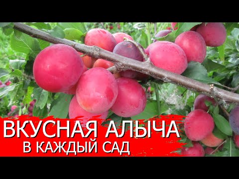 Видео: Вкусная алыча в каждый сад