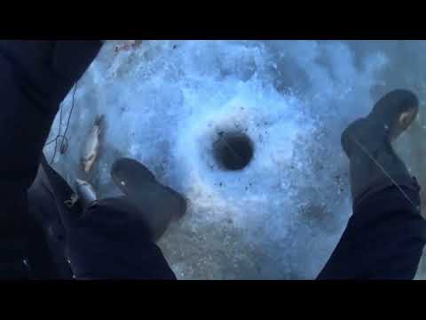 Видео: КОЛОЯР! ОЗ.ЧАНЫ! ЗАКРЫЛИСЬ!