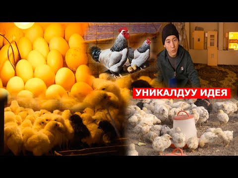 Видео: ӨЛКӨДӨ АЛГАЧКЫ ЖОЛУ ИНКУБАТОР ЖАСАГАН ҮСӨН//КОЛДО ЖӨЖӨ КАНТИП ЧЫГАРСА БОЛОТ?