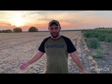 Видео: Горох на зерно . No-till 2022. Итог .