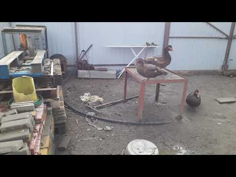 Видео: Подстилка из соломы, на земле и на бетоне.