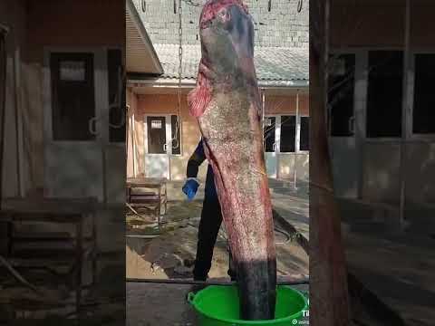 Видео: Katta laqa baliq.лака балик.башой риба