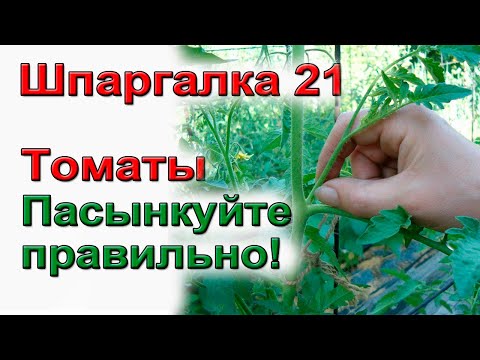 Видео: Пасынкование томатов по-взрослому.Низкорослых и высокорослых.