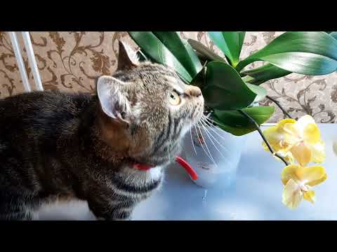 Видео: Орхидеи. Любимый Лас вегас! За 2, 5 года непересаженный и ни разу не подвел!