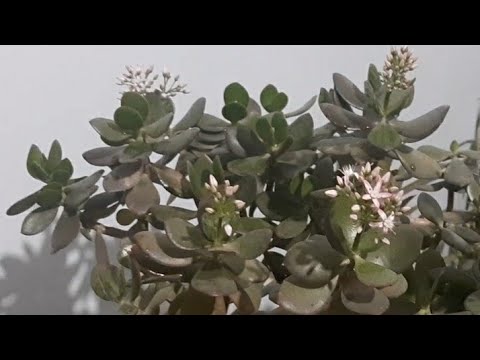 Видео: Доллар гули гуллаши учун нима килишимиз керак