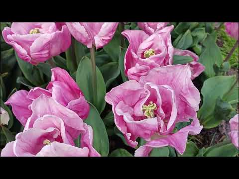 Видео: ТЮЛЬПАНЫ (парк цветов Кёкенхоф Нидерланды) KEUKENHOF Nederland#flowers