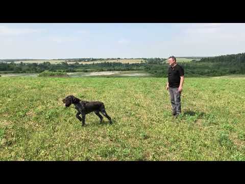 Видео: Остановка погонки легавых в поле