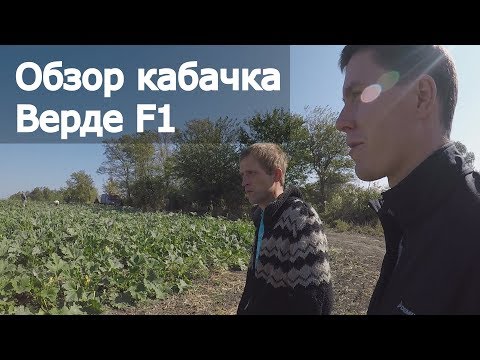 Видео: Достойный кабачок Верде F1. Сравнение с Марселла F1 и Паскаль F1.