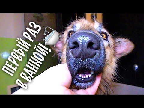 Видео: Челлендж! Приюти бездомную собаку. Дрова для бабули.