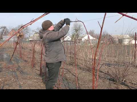 Видео: Обрезка ежевики на урожай | Обрезка весной