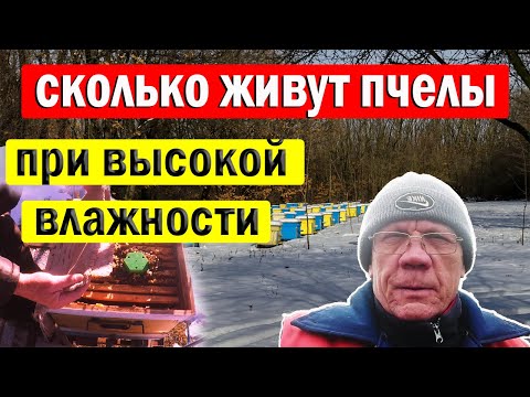 Видео: Зимовка пчел при высокой влажности. Почему ВЛАЖНОСТЬ ВРЕДНА для пчел?