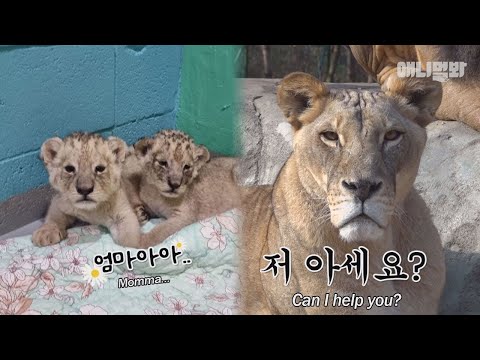 Видео: Как старший детеныш восстанавливает первое место в рейтинге