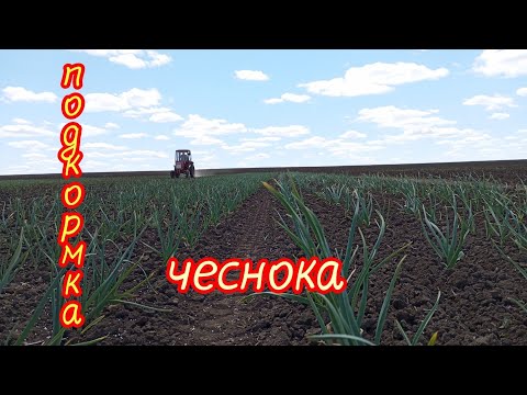 Видео: Чеснок сытый и довольный 🧄