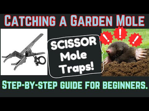 Видео: Как легко поймать садового крота! Пошаговое руководство по использованию ловушек-ножниц для кротов.