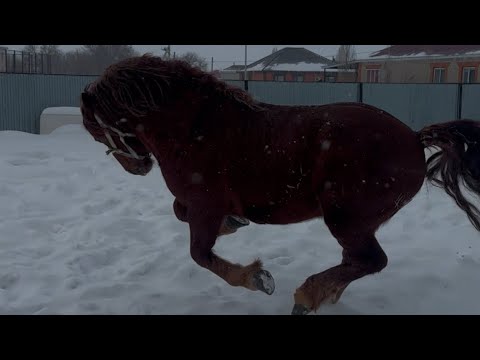 Видео: Тяжеловоз айғыр “Майбах”-ты далаға үйірімен алғаш шығардық! / рускийй тяжеловоз!!!