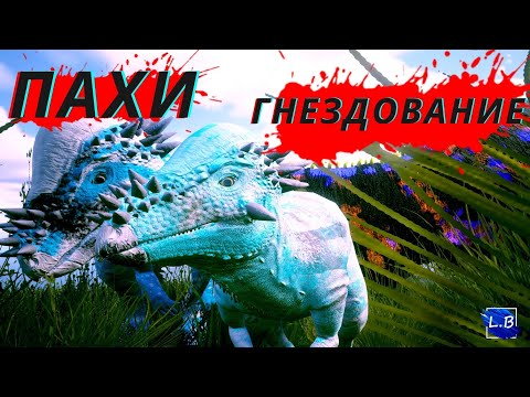 Видео: Beasts Of Bermuda ПАХИЦЕФАЛОЗАВР  ГНЕЗДОВАНИЕ