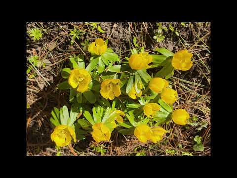 Видео: Цветы и растения на мамином участке с марта по май 2025