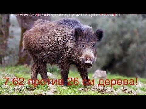 Видео: Вепрь 7.62х54 и Сайга 5.45х39 стреляем кабана через дерево!