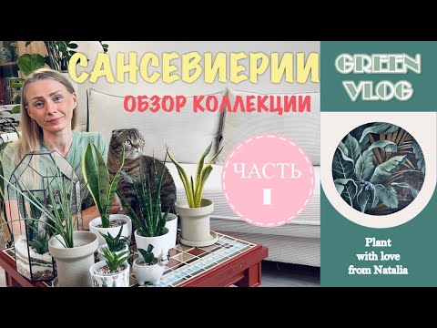 Видео: МОИ САНСЕВИЕРИИ❤️🌿 | ОБЗОР НОВИНКИ УХОД