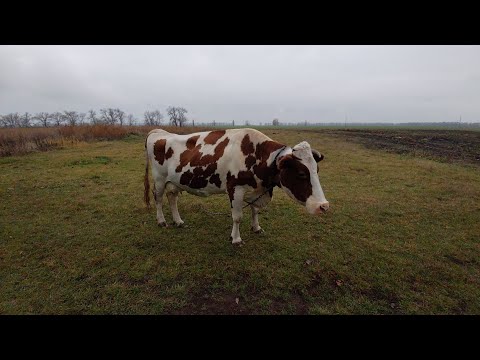 Видео: Світла нема то ми гуляємо/Курячий гарем, а яєць немає/Нова хризантема