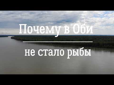 Видео: Почему в Оби не стало рыбы