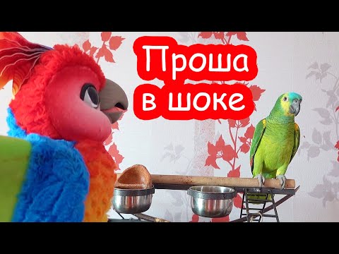 Видео: VLOG Разбираю кладовку с игрушками