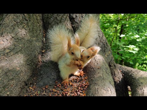 Видео: Белые бельчата-близняшки 🤗🎧 White baby squirrel twins