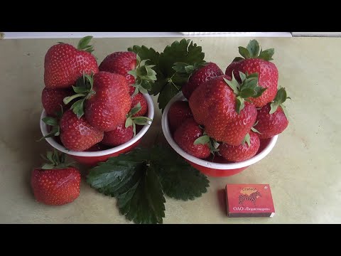 Видео: ЛИМАЛЕКСИЯ  и КОРИ. И обе хороши!  Обзор сортов. / Коллекция Светланы Татур.