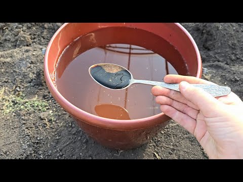 Видео: 1 ложка на ведро воды и земля как НОВАЯ, ЗДОРОВАЯ, даст море урожая на года