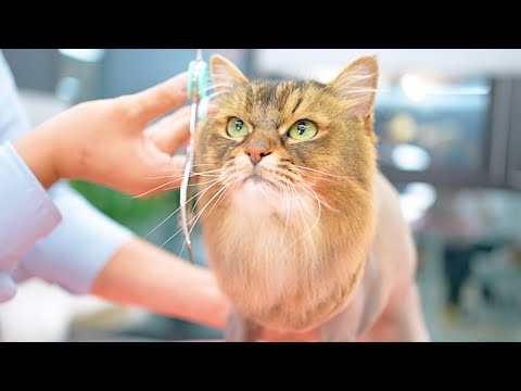 Видео: Самый милый лев, которого вы когда-либо видели! 🦁💛