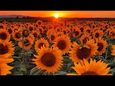 Видео: Санкт Петербург Анапа на машине едем на море 2020, М-4 М-11, Черное море на машине, автопутешествие