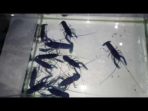 Видео: Быстрый рост австралийских красноклешневых раков при правильном содержании и разведении.