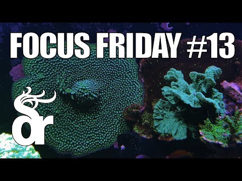 Видео: FF#13 | Выращивание кораллов на задней стенке рифового аквариума