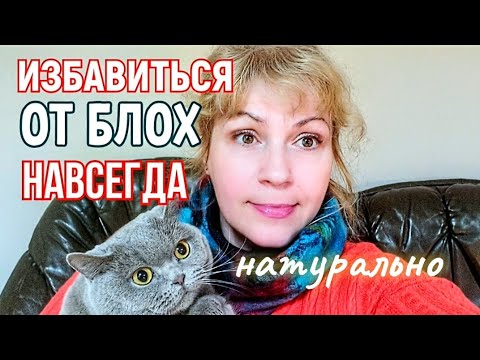 Видео: КАК ИЗБАВИТЬСЯ ОТ БЛОХ У  КОШКИ 🐱 и В ДОМЕ НАВСЕГДА